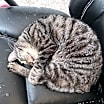 Thumbnail photo of Maurice #3