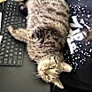 Thumbnail photo of Maurice #4