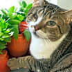 Thumbnail photo of Harmony #1
