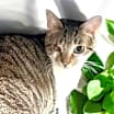 Thumbnail photo of Harmony #4