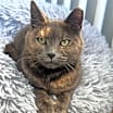 Thumbnail photo of Sassy #4