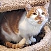 Thumbnail photo of Twinkie #3