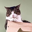 Thumbnail photo of Axel #3