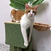 Thumbnail photo of Remus #2