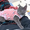 Thumbnail photo of Lottie #3