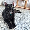 Thumbnail photo of Neo #1