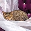Thumbnail photo of Nefertiti #4