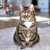 Thumbnail photo of Kitty, Queen of Sass #1