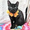 Thumbnail photo of Misty #2