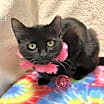 Thumbnail photo of Raven #1