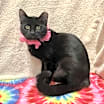 Thumbnail photo of Raven #2