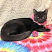Thumbnail photo of Raven #3