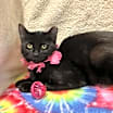 Thumbnail photo of Raven #4
