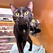 Thumbnail photo of Van #2