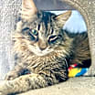 Thumbnail photo of Fizz #2