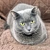 Thumbnail photo of Olive #1