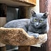 Thumbnail photo of Olive #3