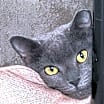 Thumbnail photo of Olive #4