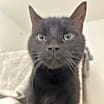 Thumbnail photo of Gilbert #1
