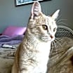 Thumbnail photo of Tibbles #1