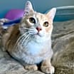 Thumbnail photo of Tibbles #2