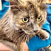Thumbnail photo of Melodie #4