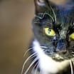 Thumbnail photo of Gigi Bonnie #4