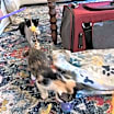 Thumbnail photo of Bayou #4