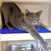 Thumbnail photo of Walter #2