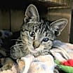 Thumbnail photo of Biscotti #1