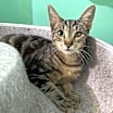 Thumbnail photo of Biscotti #3
