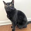 Thumbnail photo of Elvis #1
