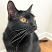 Thumbnail photo of Elvis #2