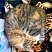 Thumbnail photo of Diamond Princess #3