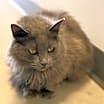 Thumbnail photo of Sadie #2