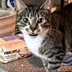 Thumbnail photo of Stella #1