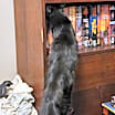 Thumbnail photo of Stella #4