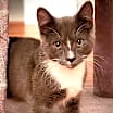 Thumbnail photo of Asher #1