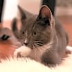 Thumbnail photo of Asher #2