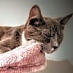 Thumbnail photo of Asher #3