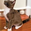 Thumbnail photo of Asher #4
