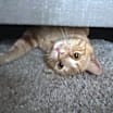 Thumbnail photo of Kitty #1