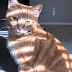Thumbnail photo of Kitty #2