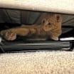 Thumbnail photo of Kitty #3