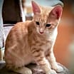 Thumbnail photo of Sirocco #2