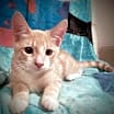 Thumbnail photo of Sirocco #3