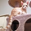 Thumbnail photo of Sirocco #4