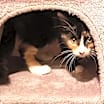 Thumbnail photo of Aurora #3