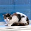 Thumbnail photo of Fauna 2 #1