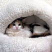 Thumbnail photo of Fauna 2 #2